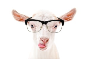 white small goat head shot with black glasses on and tongue hanging out a little bit