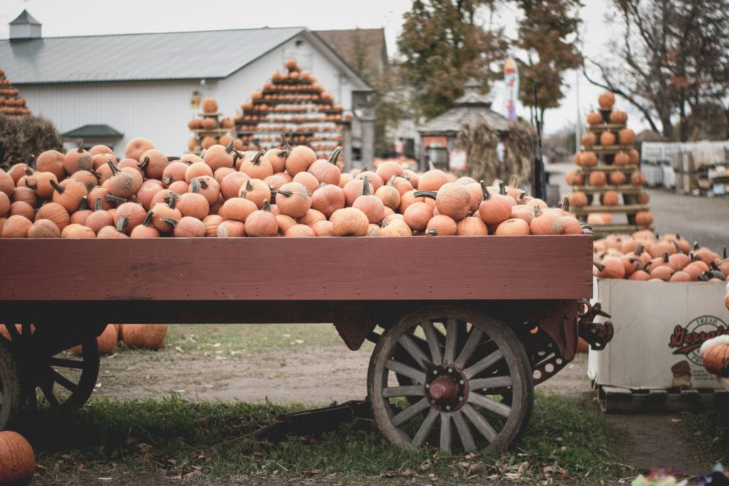 pumpkin farm