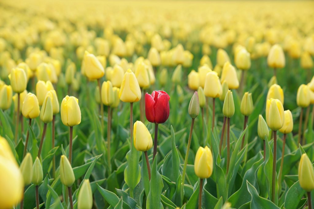 red tulip in a field of yellow tulips