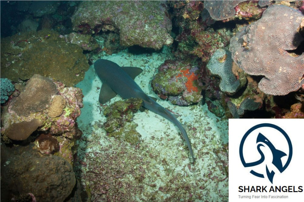 Nonprofit Spotlight: Shark Angels