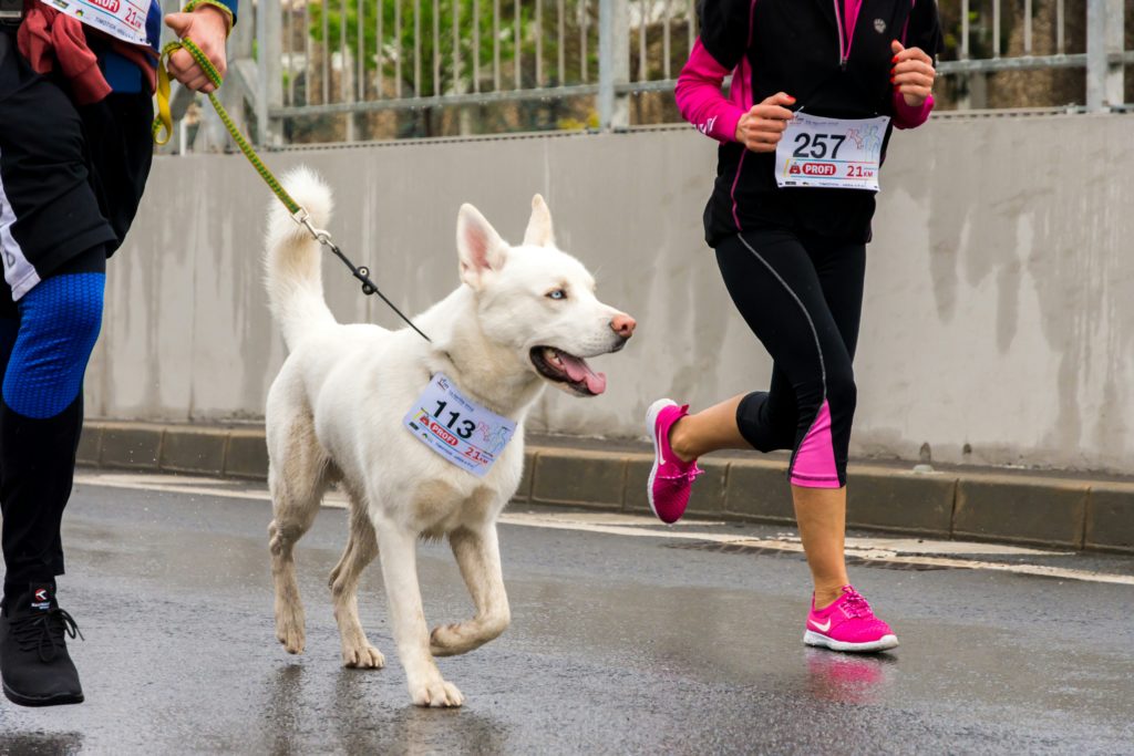 marathon runners with a dog